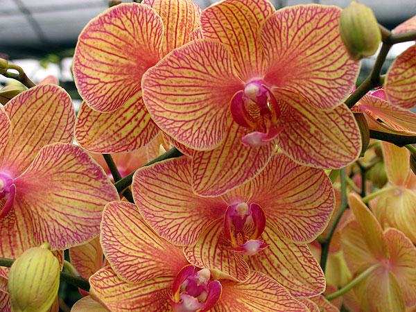 world of orchidsx
